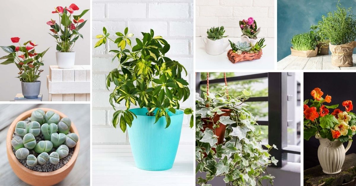Indoor Plants You Can Grow From Seeds