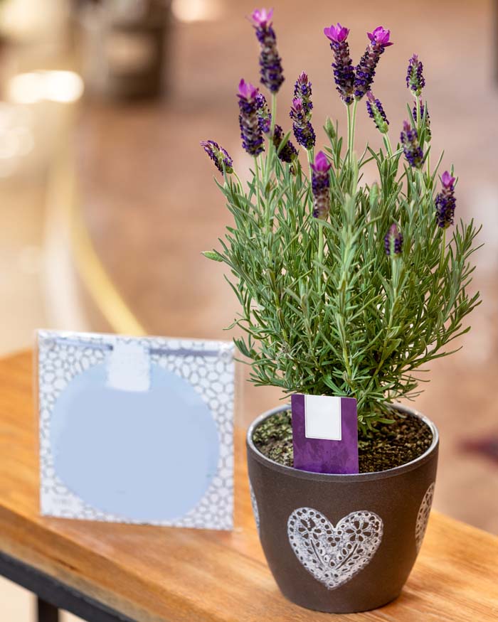 Lavender #indoorplant #seeds #decorhomeideas