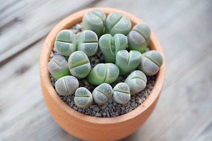 Lithops #indoorplant #seeds #decorhomeideas