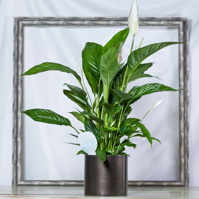 Peace Lily #indoorplant #seeds #decorhomeideas