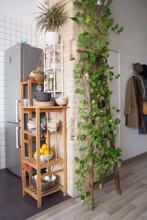 Pothos on a Wooden Ladder #verticalgarden #homedecor #decorhomeideas