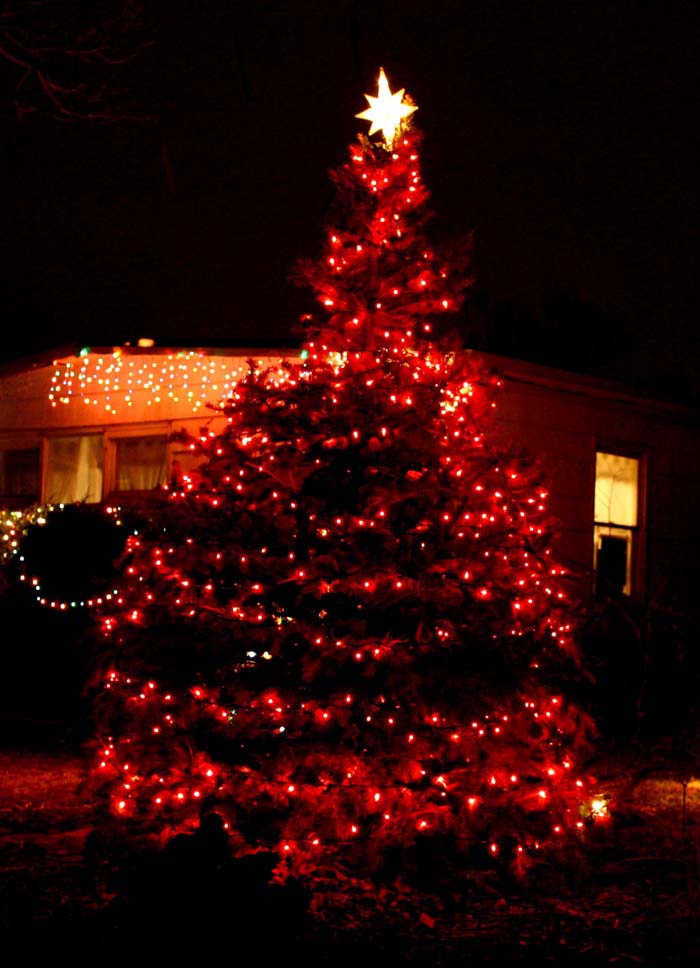 Spectacular Oversized Outdoor Christmas Tree #Christmastree #outdoor #decorhomeideas