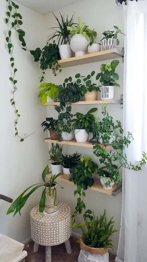 Wooden Shelves for Pots #verticalgarden #homedecor #decorhomeideas