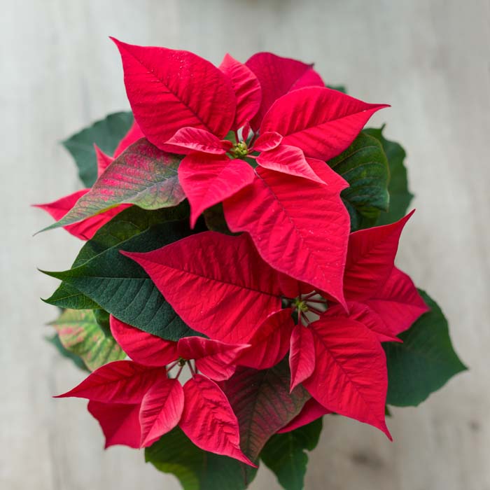 Poinsettia Essentials