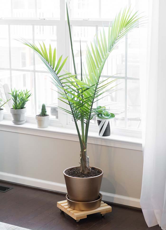 DIY Rolling Plant Caddy #diy #plantstand #decorhomeideas