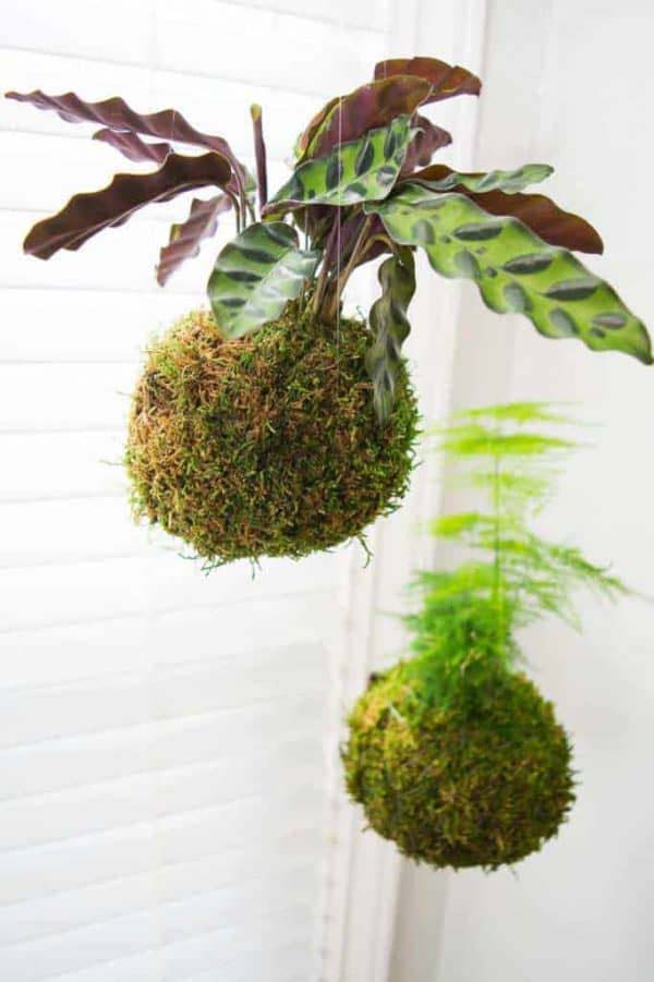 How to Make Kokedama (Japanese Moss Ball) #springdecor #dollarstore #decorhomeideas