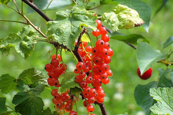 Alpine Currant #flowers #undertree #decorhomeideas