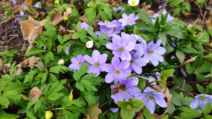 Anemone #flowers #undertree #decorhomeideas