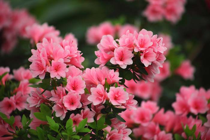 Azalea Flower #flowers #undertree #decorhomeideas