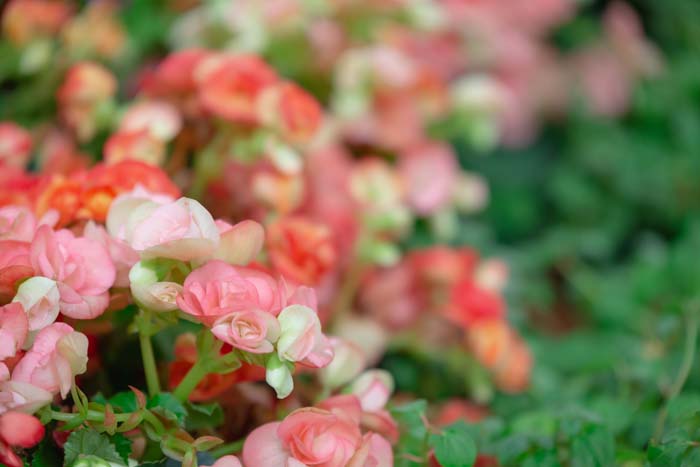 Begonias Flowers #flowers #undertree #decorhomeideas