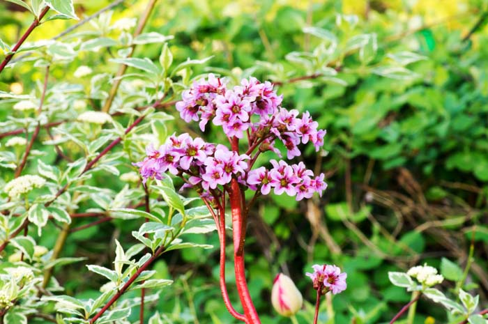 Bergenia #flowers #undertree #decorhomeideas