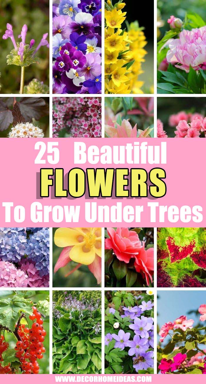 Best Flowers That Grow Well Under Trees. Spruce up your garden or backyard with one or all of these flowers to grow under trees! They bloom under shade and create beauty in your garden! #decorhomeideas