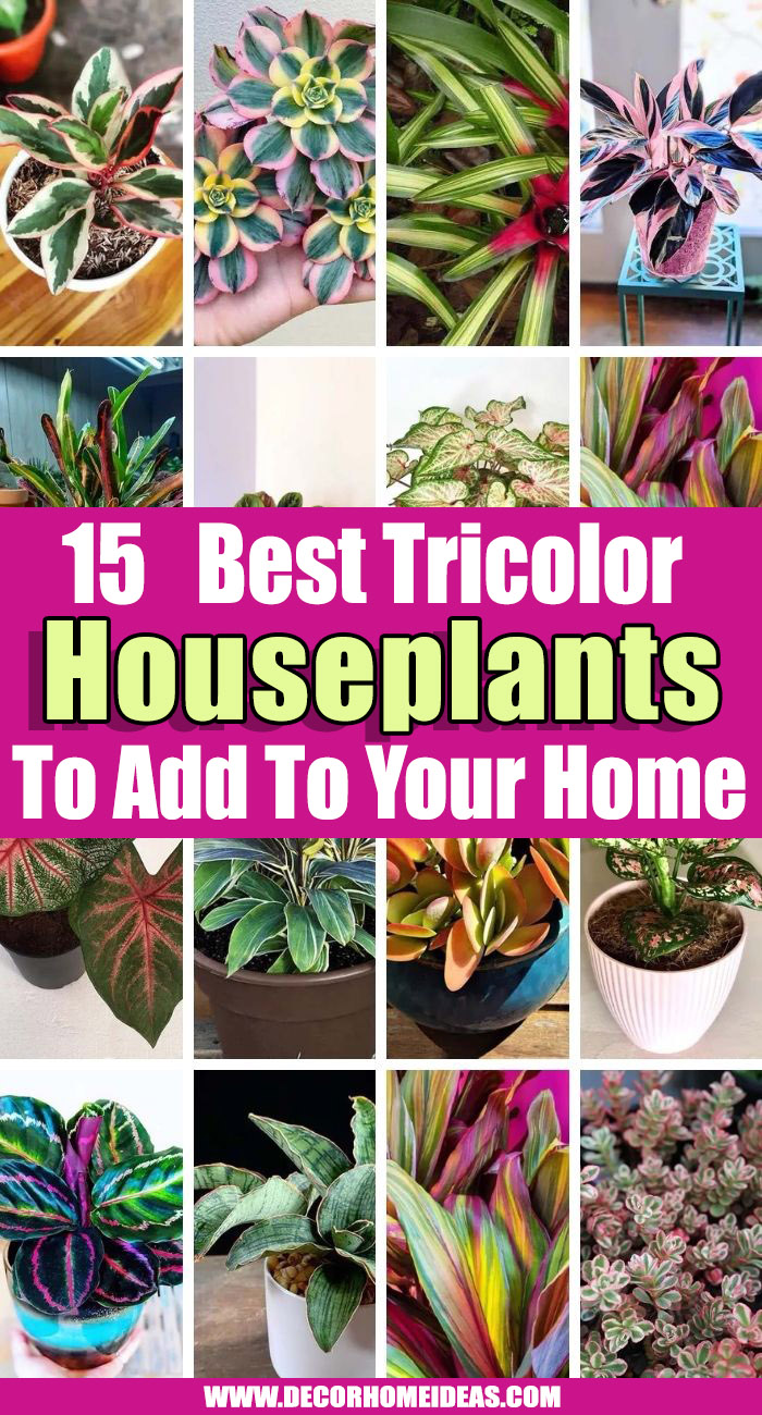 Best Tricolor Houseplants. If you like plants with colorful leaves, then we have some rare Tricolor Houseplants with a beautiful combination of three hues on the foliage #decorhomeideas