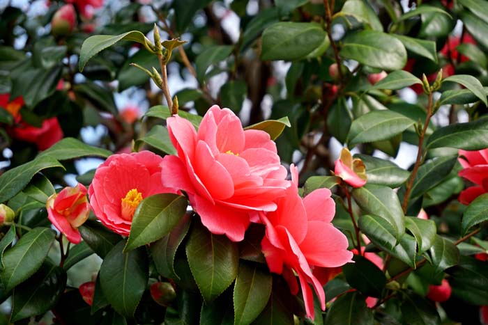 Camellia-Flower #flowers #undertree #decorhomeideas