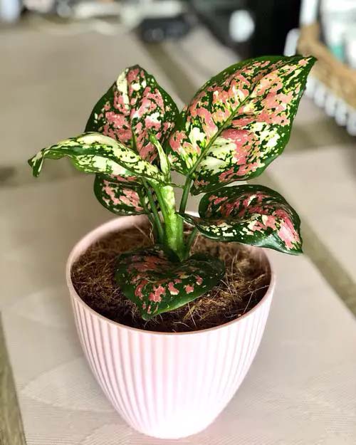 Chinese Evergreen Tricolor #houseplants #tricolor #decorhomeideas