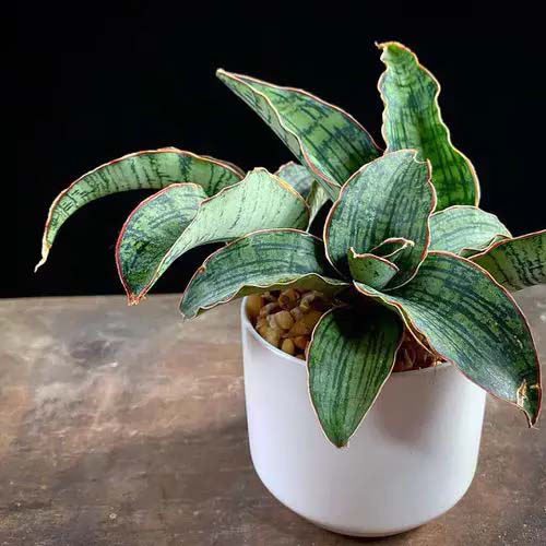 Cleopatra Snake Plant #houseplants #tricolor #decorhomeideas