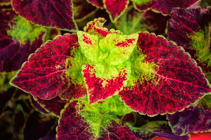 Coleus-Plant-Garden #flowers #undertree #decorhomeideas