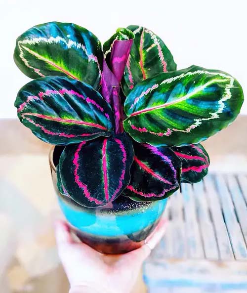 Corona Tricolor Plant #houseplants #tricolor #decorhomeideas