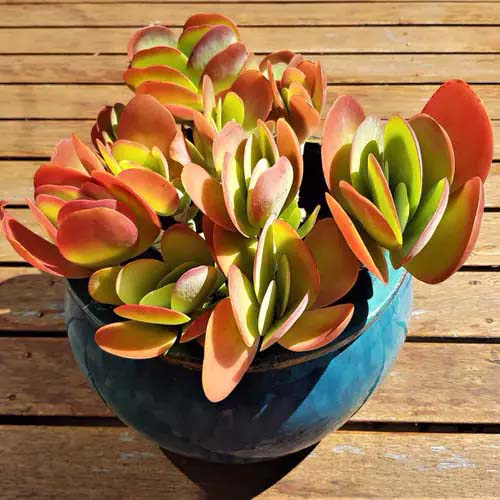 Flapjack #houseplants #tricolor #decorhomeideas