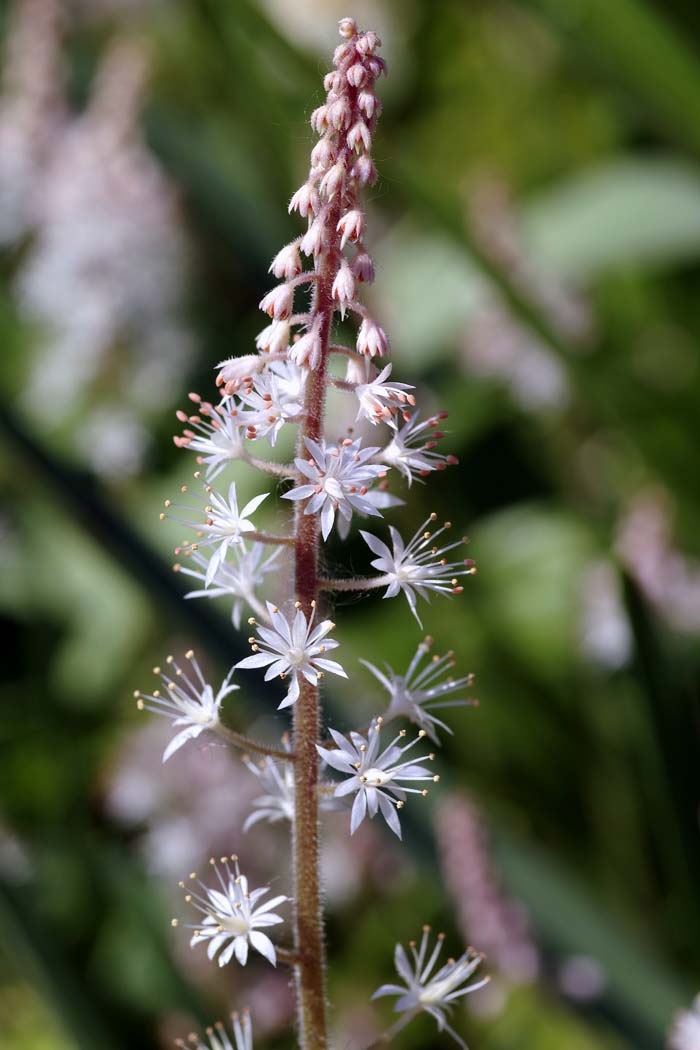 Foamflower #flowers #undertree #decorhomeideas