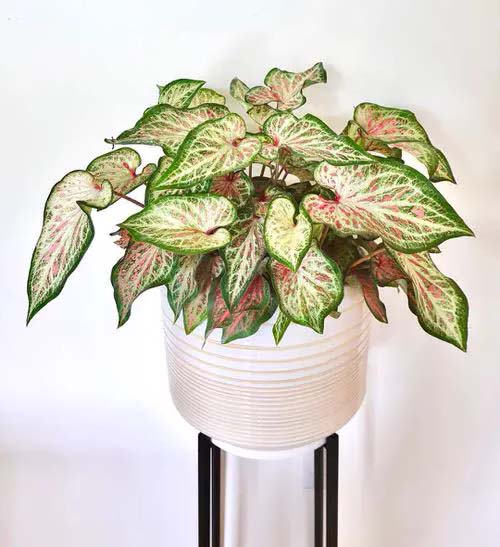 Gingerland Plant #houseplants #tricolor #decorhomeideas