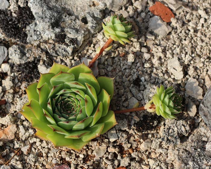 Hens and Chicks Succulent #flowers #undertree #decorhomeideas