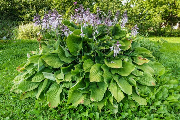 Hostas In Garden #flowers #undertree #decorhomeideas