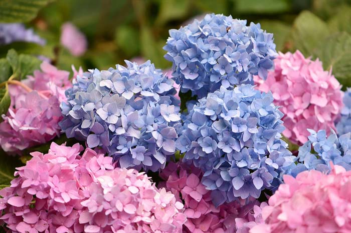 Hydrangeas Plant Under Tree #flowers #undertree #decorhomeideas