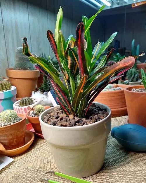 Lauren’s Rainbow Croton #houseplants #tricolor #decorhomeideas