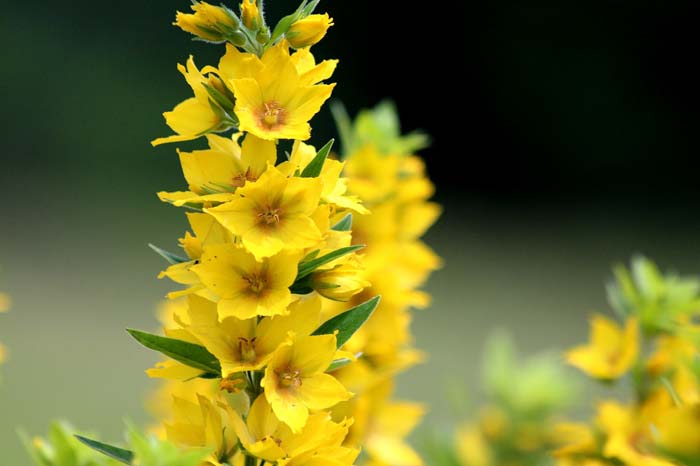 Lysimachia Flower Plant #flowers #undertree #decorhomeideas