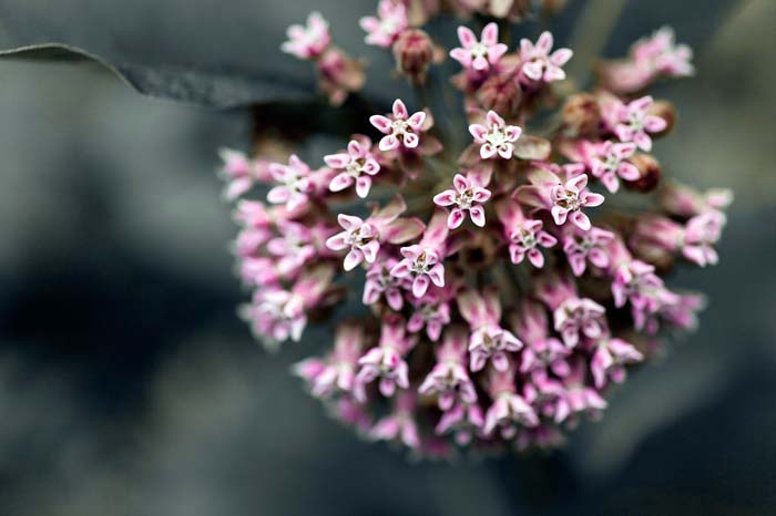 Milkweed Flower Plant #flowers #undertree #decorhomeideas