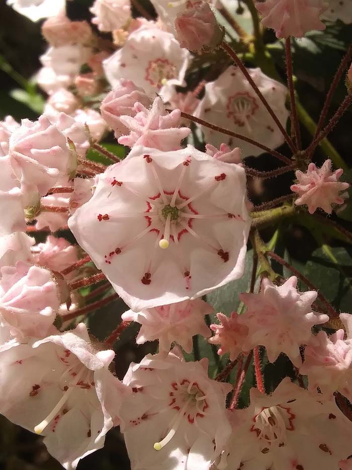 Mountain Laurel #flowers #undertree #decorhomeideas