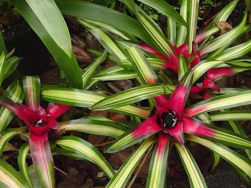 Nidularium Houseplant #houseplants #tricolor #decorhomeideas