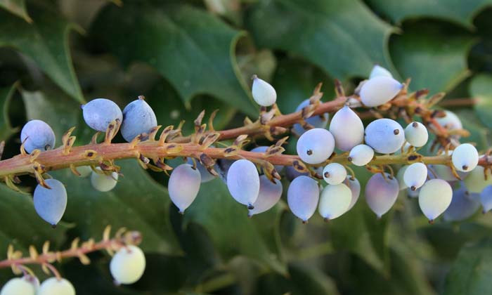 Oregon Grape Holly #flowers #undertree #decorhomeideas