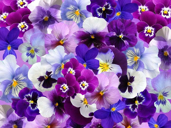 Pansies and Violets #flowers #undertree #decorhomeideas