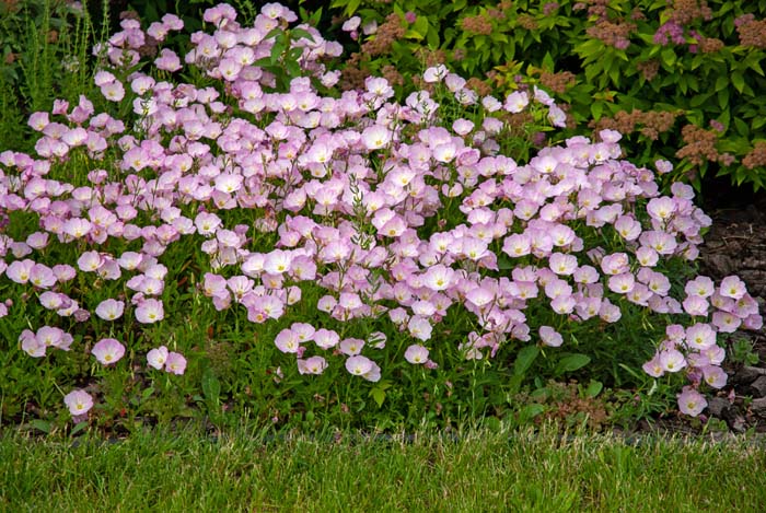 Pink Evening Primrose Flowers Garden #flowers #undertree #decorhomeideas
