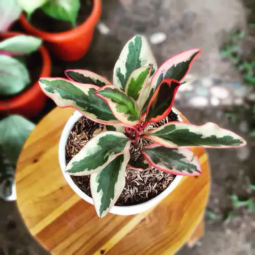 Rainbow Peperomia #houseplants #tricolor #decorhomeideas