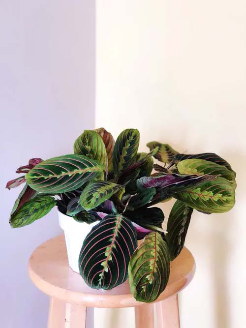 Red Prayer Plant #houseplants #tricolor #decorhomeideas