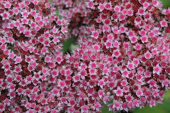 Sedum Plant #flowers #undertree #decorhomeideas