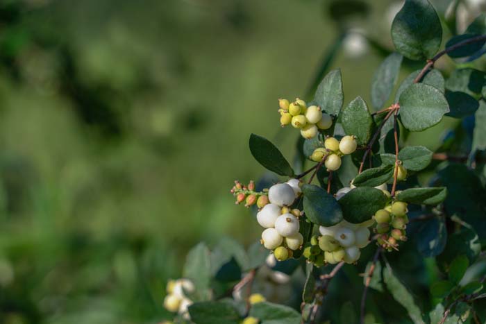 Snowberry #flowers #undertree #decorhomeideas