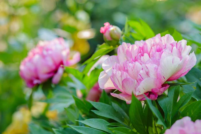 Tree Peony #flowers #undertree #decorhomeideas