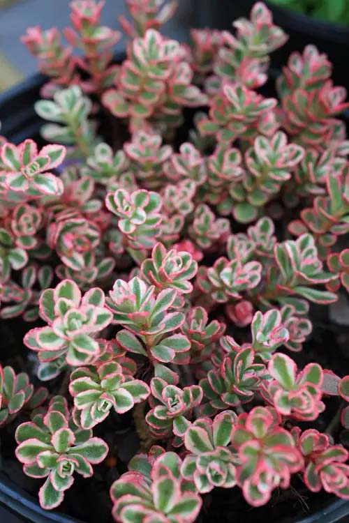 Tricolor Stonecrop #houseplants #tricolor #decorhomeideas