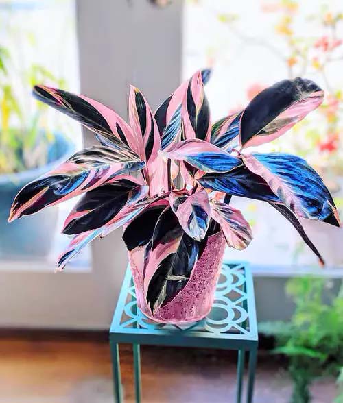 Tricolor Stromanthe #houseplants #tricolor #decorhomeideas