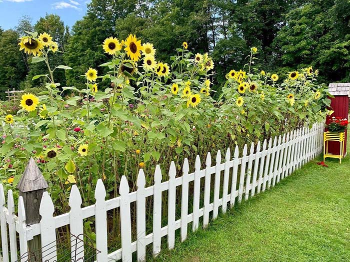 Adorable Country Sunflowers with a White Picket Fence #sunflower #garden #decorhomeideas