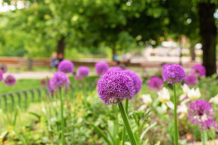 Alliums #garden #perennials #allsummerbloom #decorhomeideas