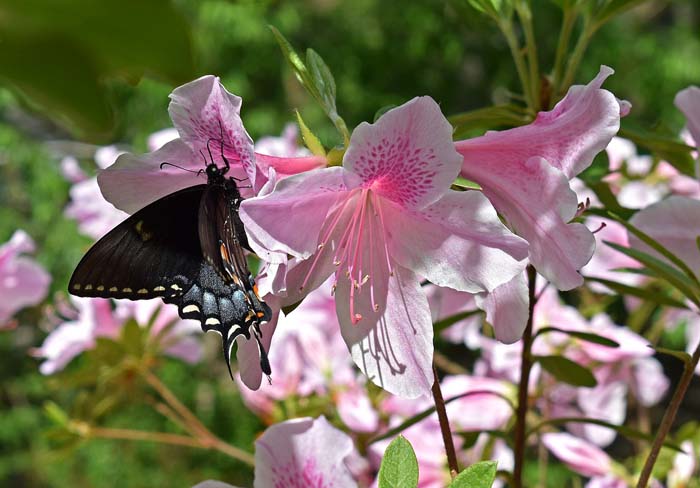 Azaleas #butterflyplants #flowers #garden #decorhomeideas