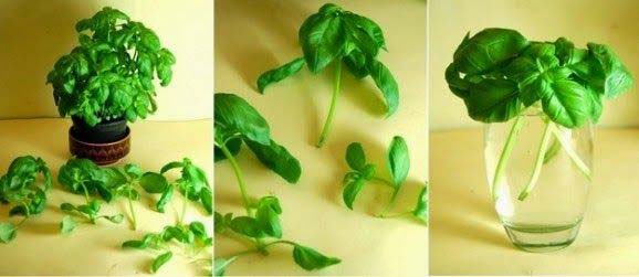 Basil #vegetables #regrow #decorhomeideas