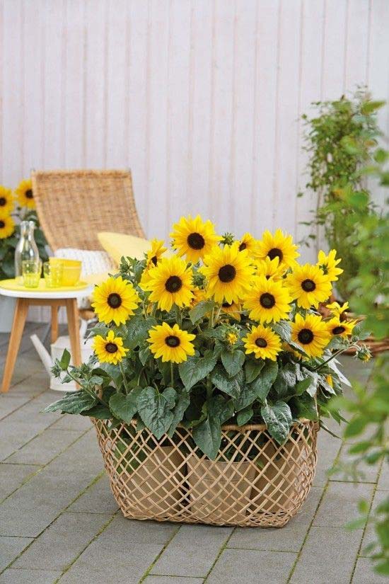 Basket of Potted Mini Sunflowers #sunflower #garden #decorhomeideas