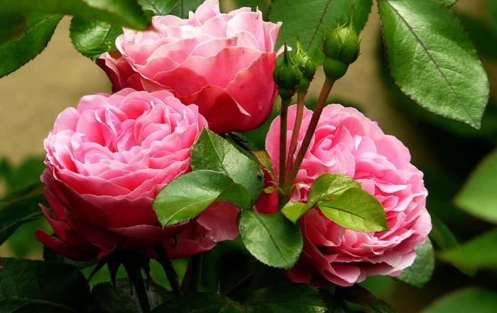 Beautiful And Tough #rosegarden #roses #decorhomeideas