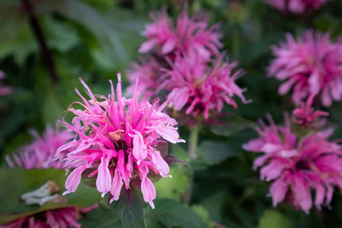 Bee Balm Flowers